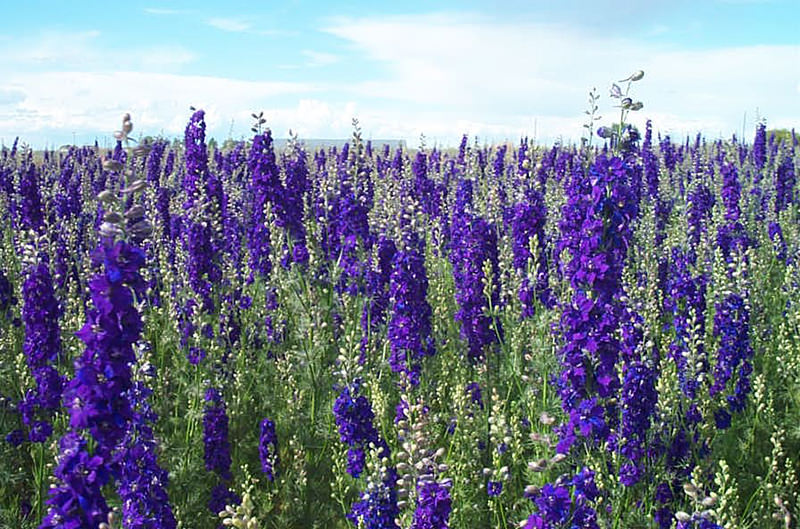 July Flower Of The Month Larkspur