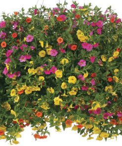 HANGING BASKETS, Arriving Daily, come in for best selection!