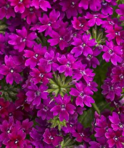 PROVEN WINNERS® ANNUALS